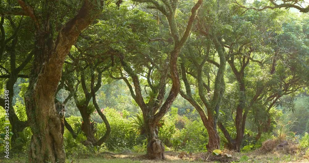 Tropical green forest with sunlight Tropical green forest with sunlight