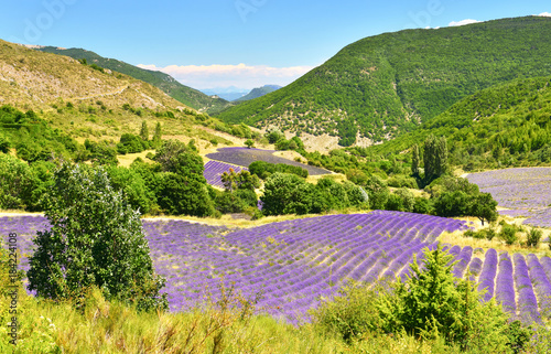 Fototapeta Naklejka Na Ścianę i Meble -  Lavender field in summer countryside
