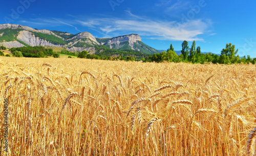 Wheat field in summer countryside