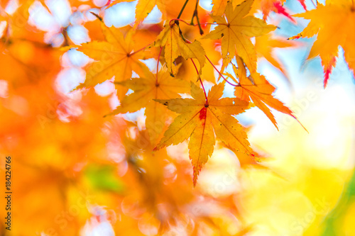 The viewing of colorful Autumn leaves Momiji or Japanese Maples trees