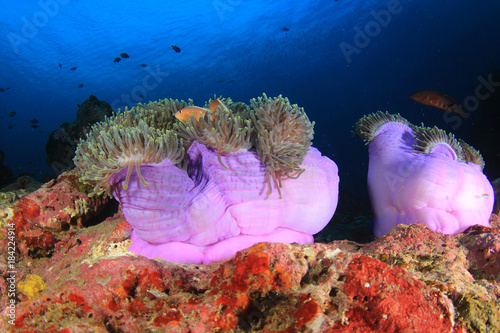 Underwater coral reef and fish photo