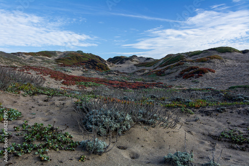 Ice plant  Carpobrotus edulis    on sand dunes at Point Reyes National Seashore  USA  with other coastal vegetation  against blue sky and some clouds. 