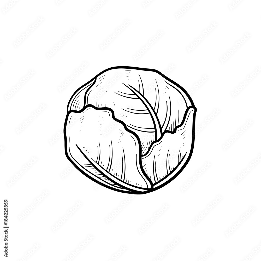 Vector hand drawn cabbage outline doodle icon Vector hand drawn cabbage outline doodle icon