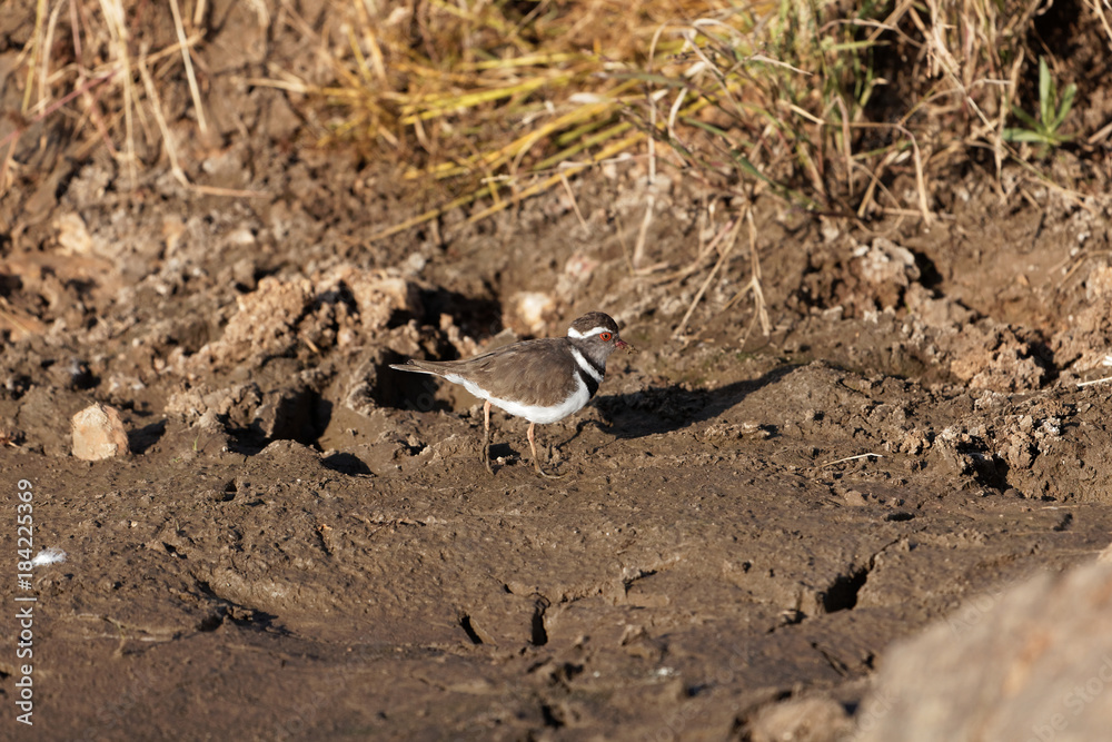  Three banded plover (Charadrius tricollaris)