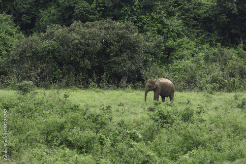 wild elephants live in deep forest at Kui Buri National Park  Thailand