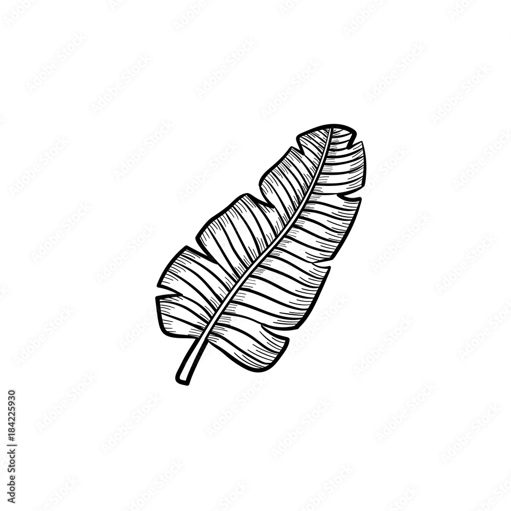 Vector hand drawn tropical palm leaf outline doodle icon Vector hand drawn tropical palm leaf outline doodle icon