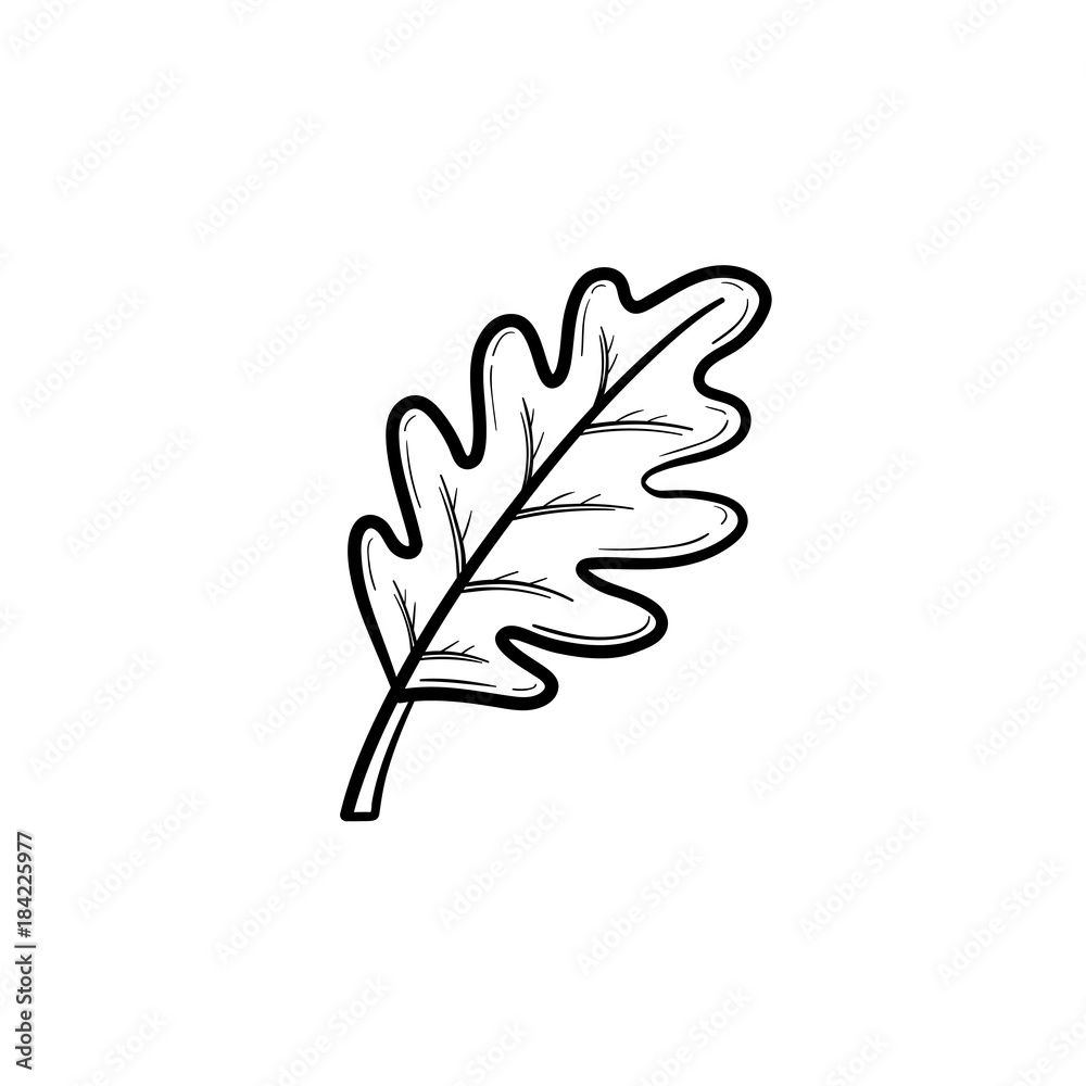 Vector hand drawn oak leaf outline doodle icon