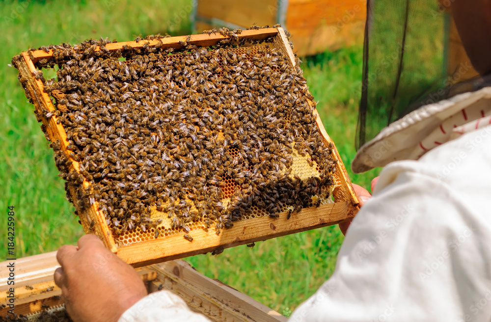 Beekeeper holding a honeycomb full of bees. Beekeeper in protective workwear inspecting honeycomb frame at apiary. Beekeeping concept. Beekeeper holding a honeycomb full of bees. Beekeeper in protective workwear inspecting honeycomb frame at apiary. Beekeeping concept.