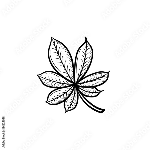 Vector hand drawn chestnut leaf outline doodle icon. Chestnut leaf sketch illustration for print, web, mobile and infographics isolated on white background.