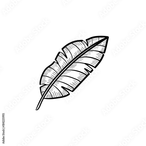 Vector hand drawn banana leaf outline doodle icon