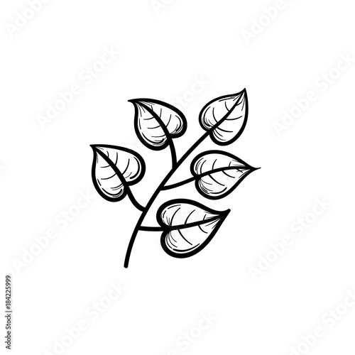 Vector hand drawn linden leaves on branch outline doodle icon. Linden leaves on branch sketch illustration for print, web, mobile and infographics isolated on white background.