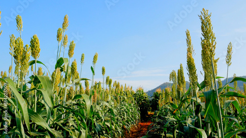 Obraz na płótnie Millet in the field