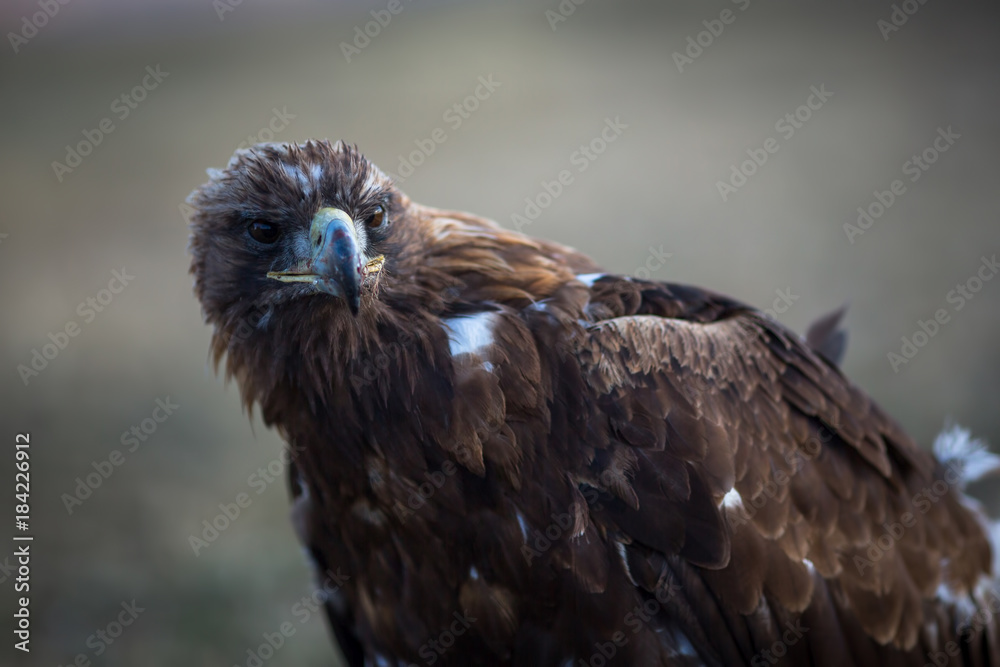 Fototapeta premium Golden eagle, closeup in the steppes of Mongolia.