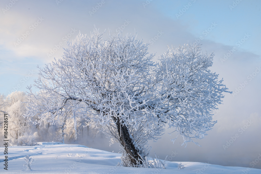 Snowy frozen landscape of sunrise on lakeside with trees
Snowy frozen landscape of sunrise on lakeside with trees