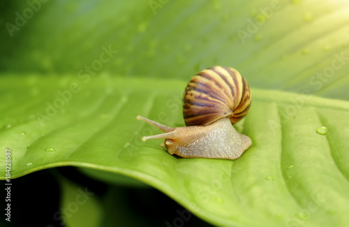 Curious snail in the garden on green leaf