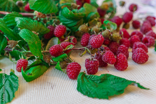 Spilled Berries of red raspberries together with leaves on the table. photo