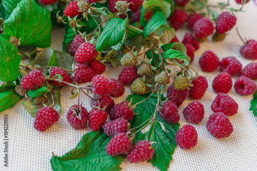 Spilled Berries of red raspberries together with leaves on the table. photo