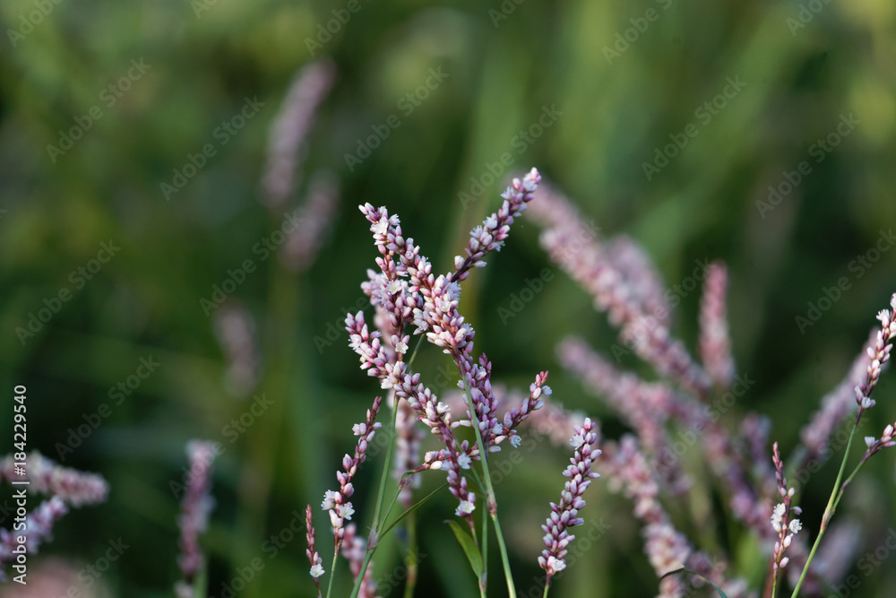 Flower head of Persicaria setosula Flower head of Persicaria setosula