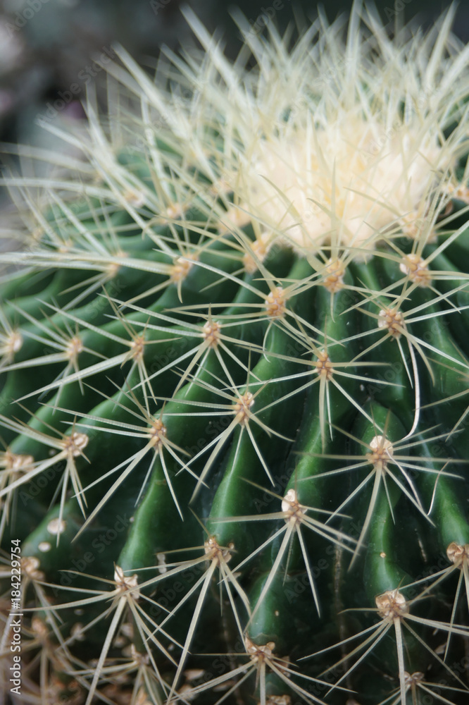 Cactus plant that can serve as a backdrop, taken in a greenhouse Cactus plant that can serve as a backdrop, taken in a greenhouse