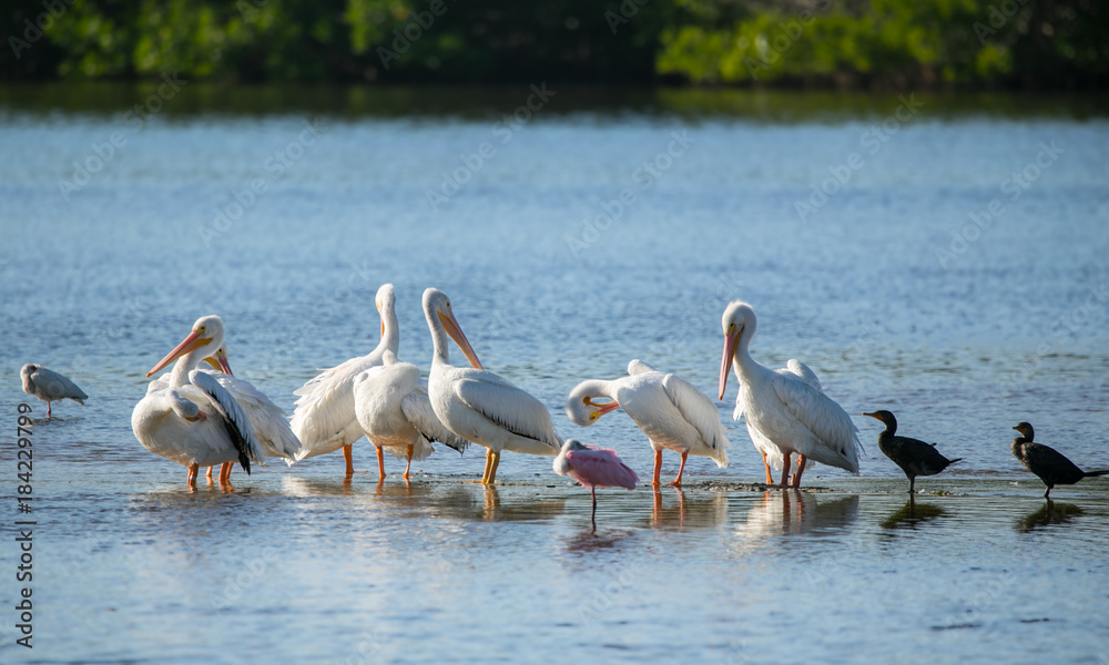 Pelicans wading in the florida wetlands