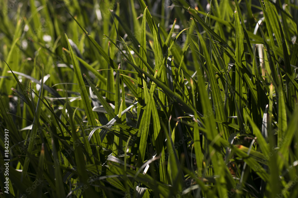 Obraz premium In the outskirts of the floral plants