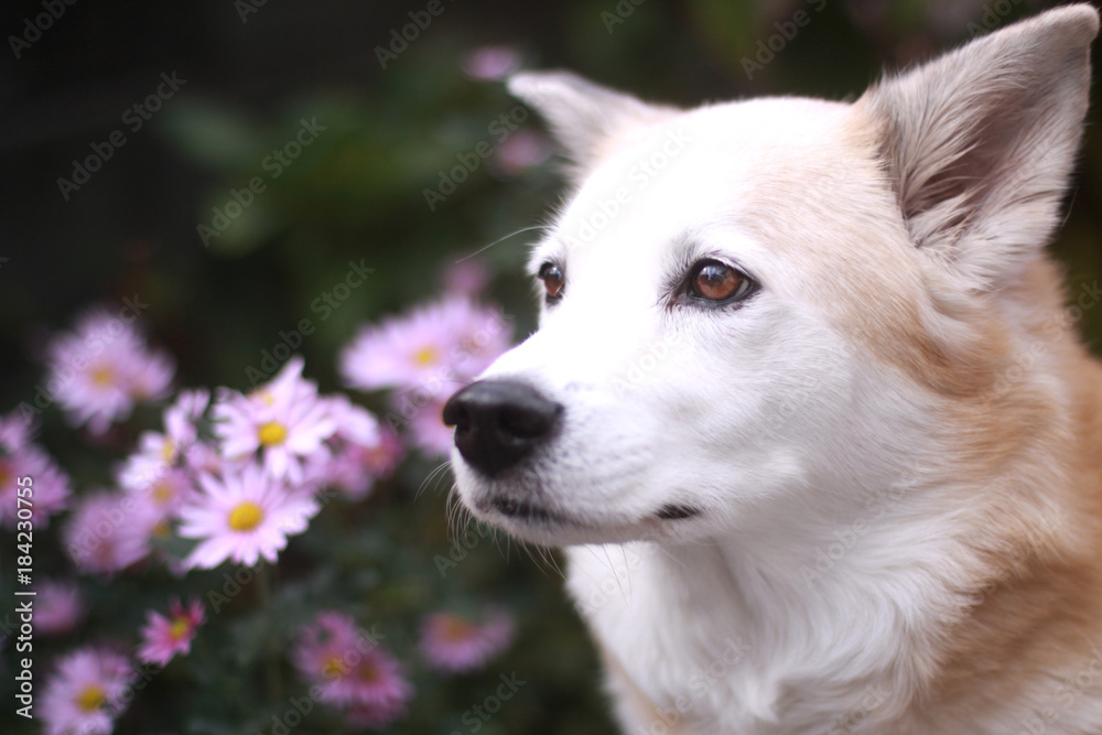 見つめる犬とピンクの花