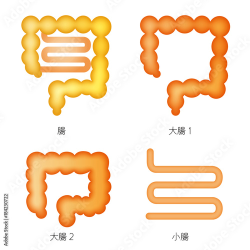 体の部位　腸