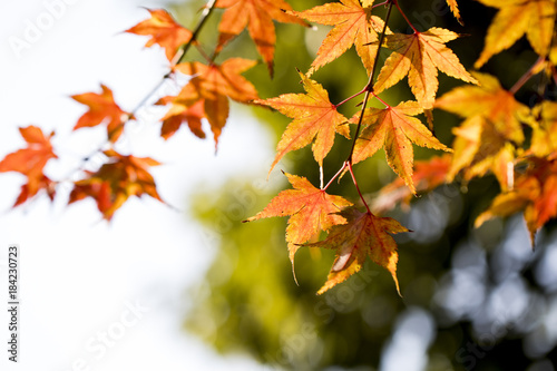 Autumn maple leaves-