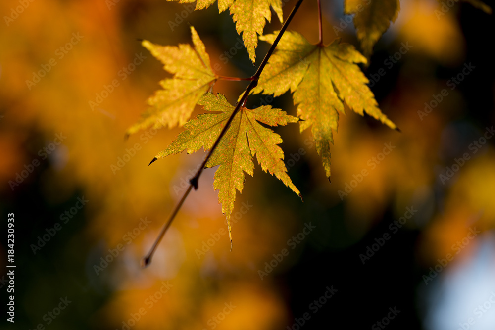 Autumn maple leaves- Autumn maple leaves-