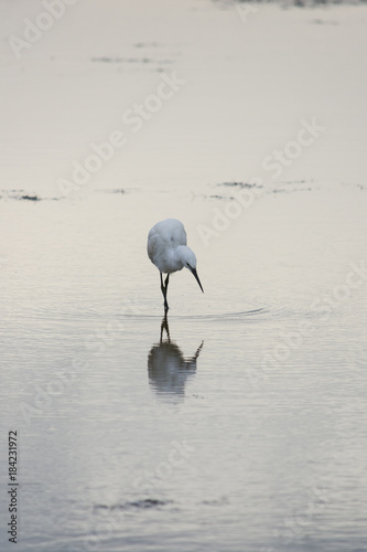 Fotografie Little Egret Looking Left into the Water