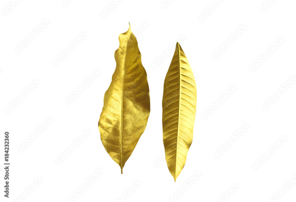 Mango leaves Mango leaves