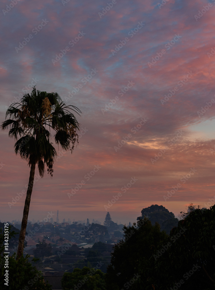 Palm tree looking into town with a smokey pink dawn