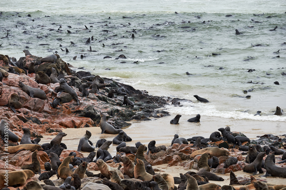 Fototapeta premium Colony of fur seals in Namibia