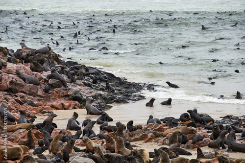 Colony of fur seals in Namibia © lucaar