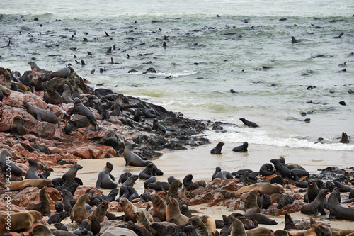 Colony of fur seals in Namibia