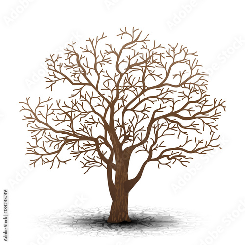 detached tree without leaves with shadow