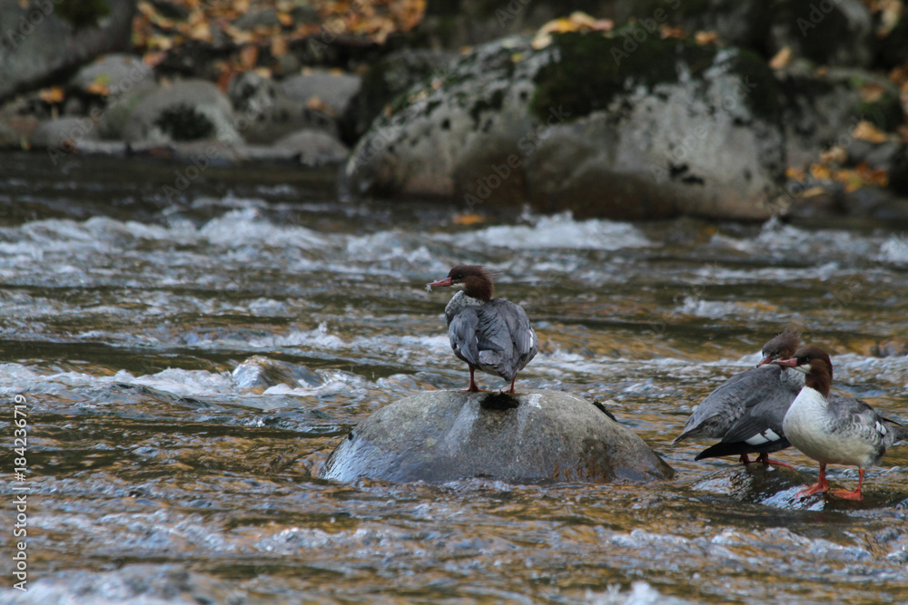 Fototapeta premium Common merganser standing on rocks in a river