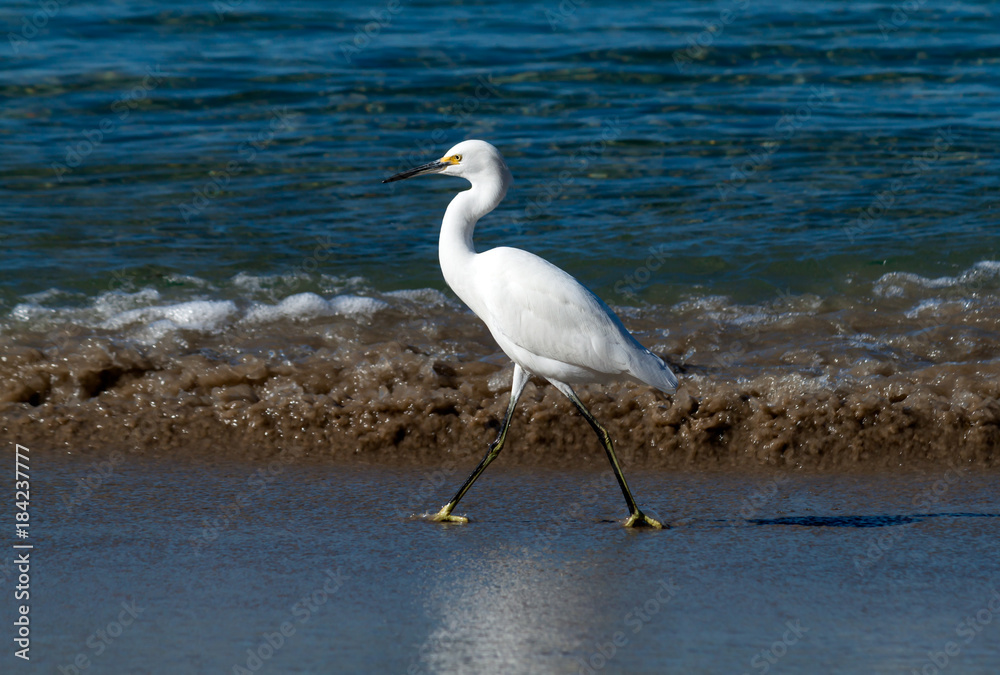 snowy egret walking in surf line at Corona Del Mar beach in California snowy egret walking in surf line at Corona Del Mar beach in California