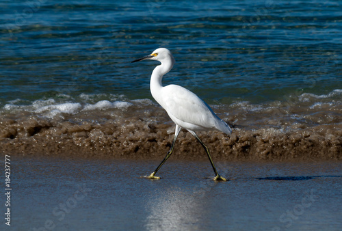 snowy egret walking in surf line at Corona Del Mar beach in California