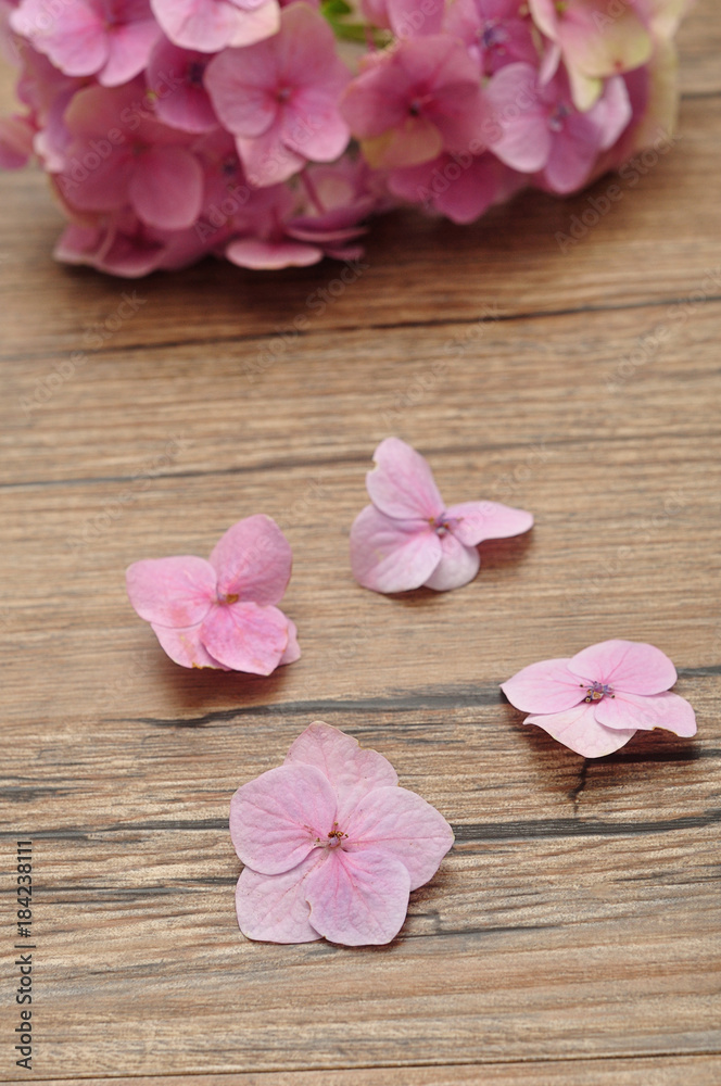 A pink Hydrangea isolated on a wooden background A pink Hydrangea isolated on a wooden background
