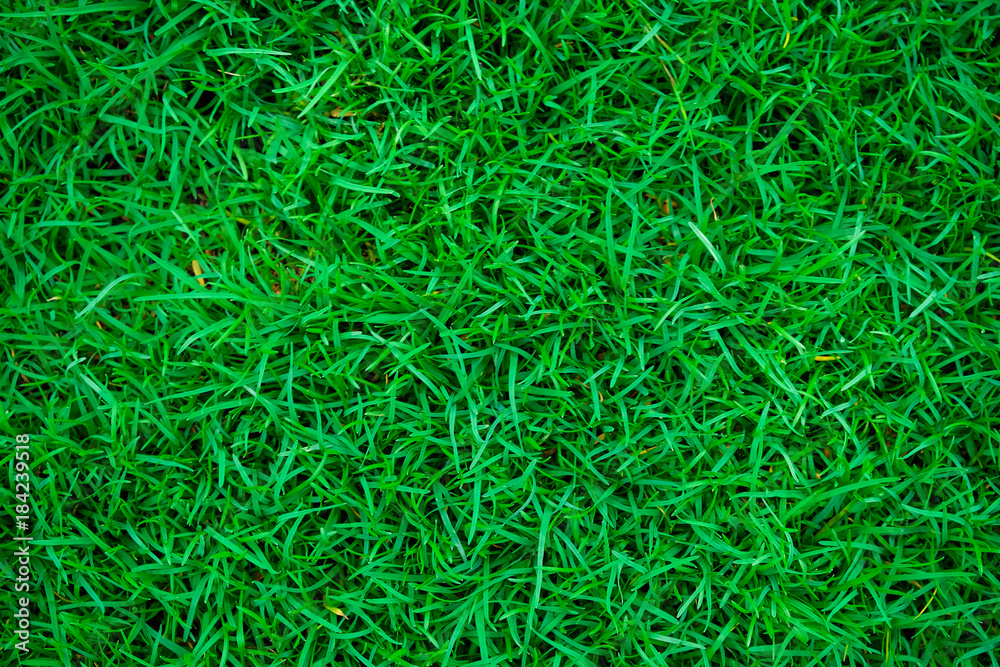 Green geass background texture top view Green geass background texture top view