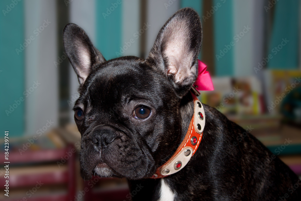 Sad french bulldog close up. Four month old.