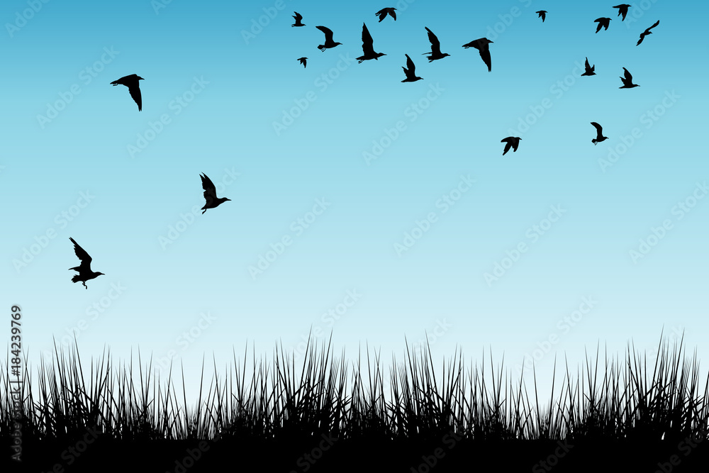 Obraz premium Pole trawy i sylwetki ptaków latających