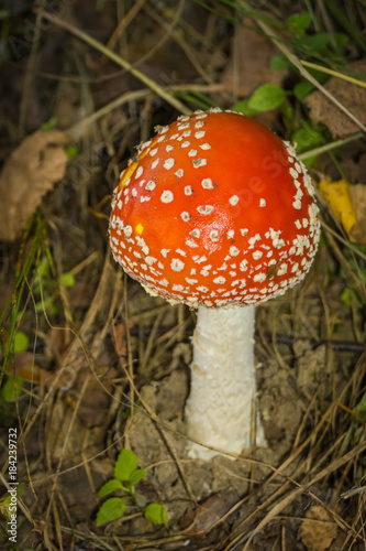 Amanita in the Forest © AnnaPa