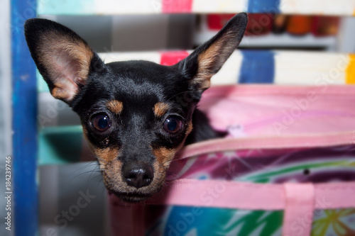 Miniature pinscher is sitting in a big bag. photo