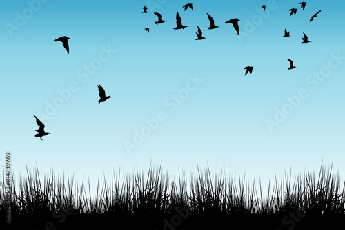 Field of grass and silhouettes of flying birds