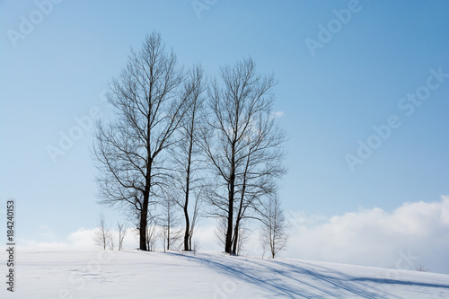 冬の青空と冬木立 © kinpouge