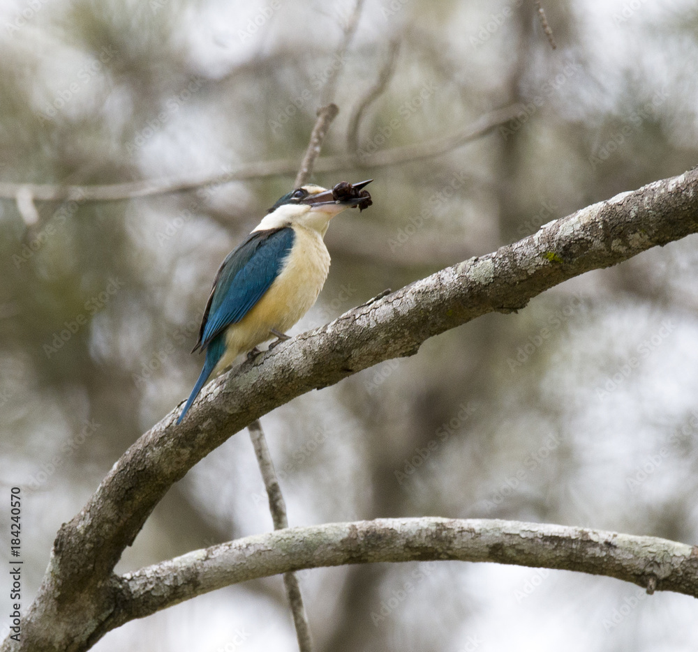 kingfisher eating kingfisher eating
