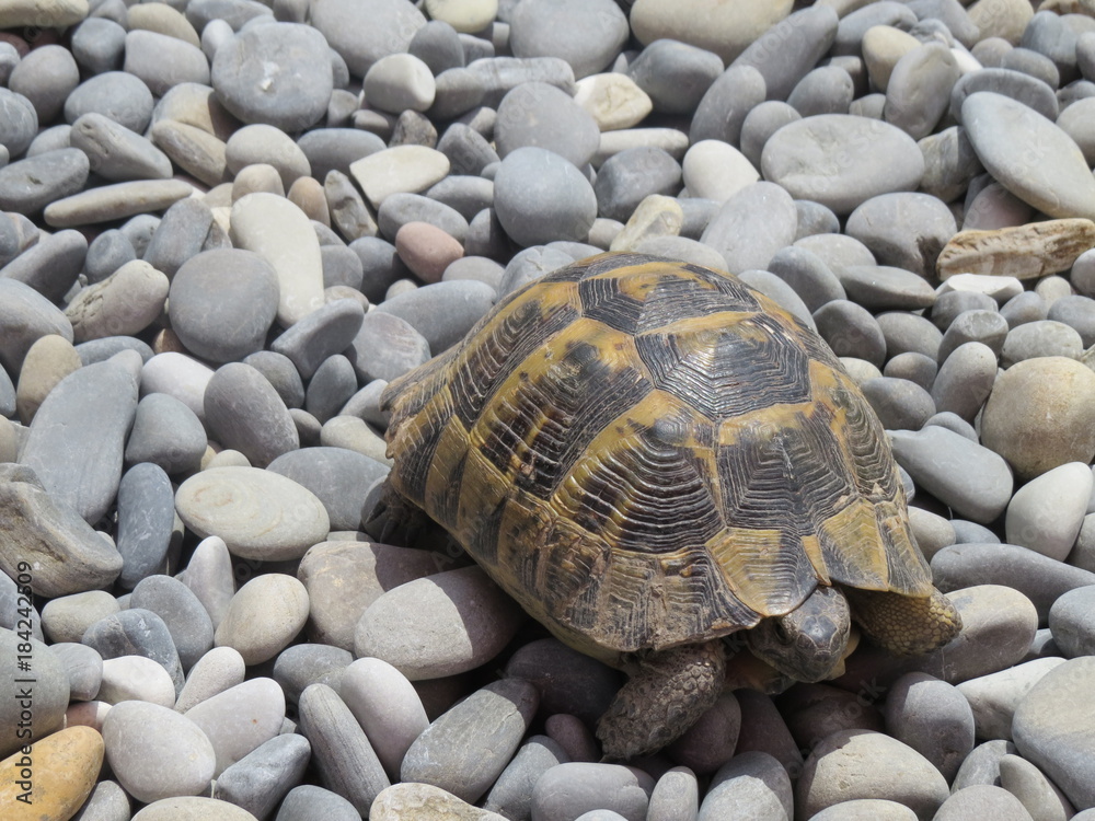 Turtle. Pebble beach. The black sea. (The Vast Russia! Sergey, Bryansk.) Turtle. Pebble beach. The black sea. (The Vast Russia! Sergey, Bryansk.)