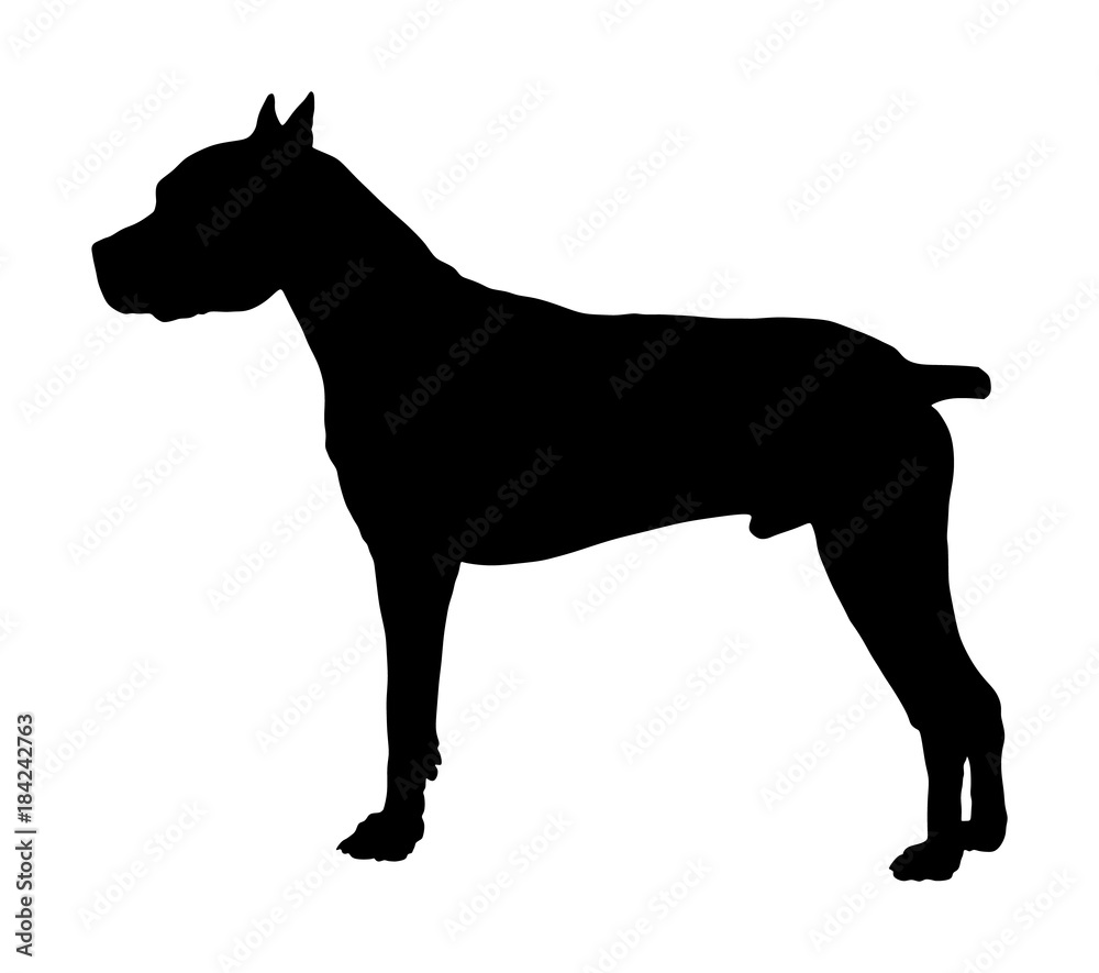 Dog portrait of American Staffordshire pit bull terrier vector silhouette illustration isolated. Dogo Argentino posing. Beware of dog. Dog portrait of American Staffordshire pit bull terrier vector silhouette illustration isolated. Dogo Argentino posing. Beware of dog.